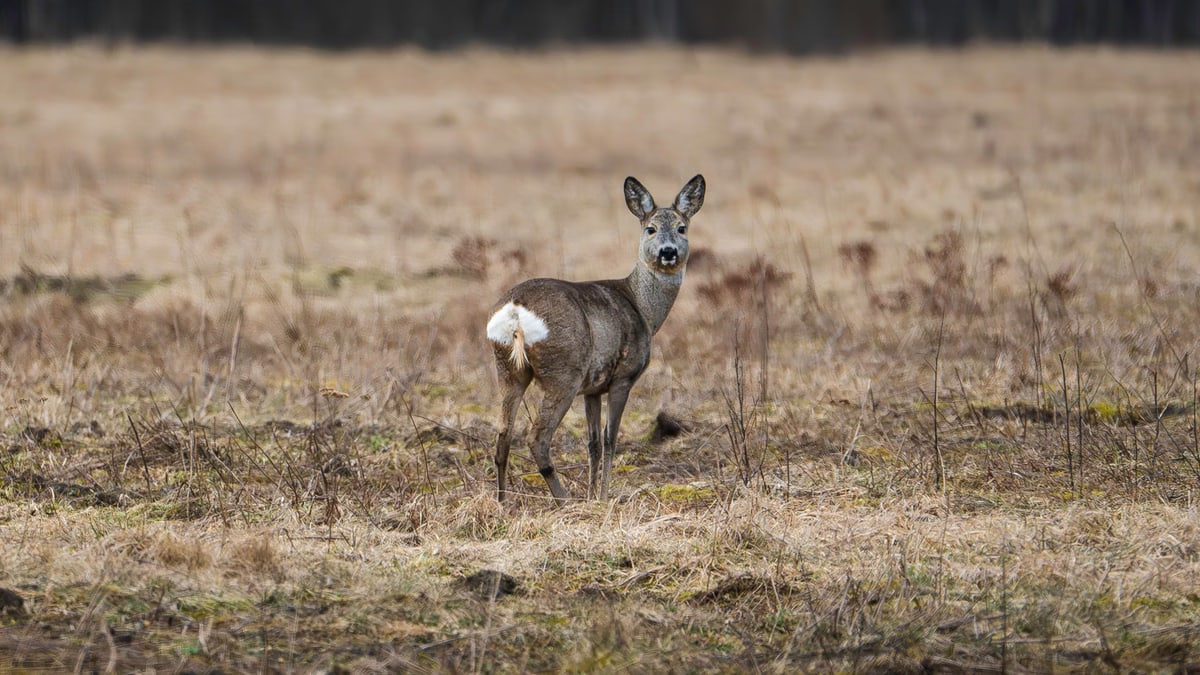 A roe deer stands alert in an open field, showcasing autumn's muted tones.